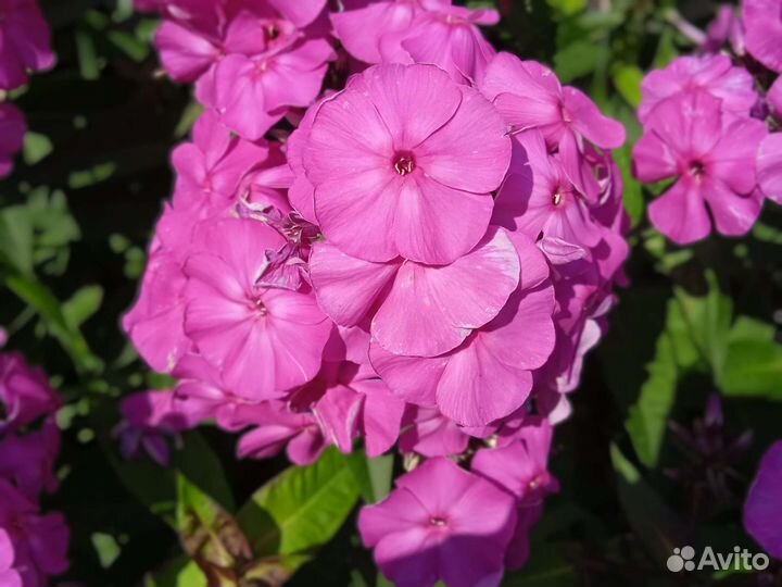 Флоксы сортовые многолетние цветы