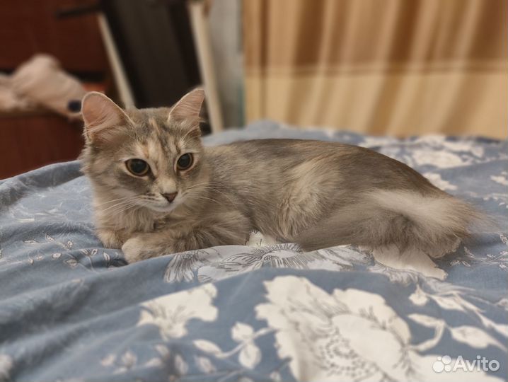 Красивая умная кошечка