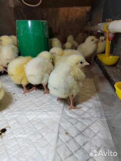 Бройлер цыплята 27.05, утята,Мараны, Перепел