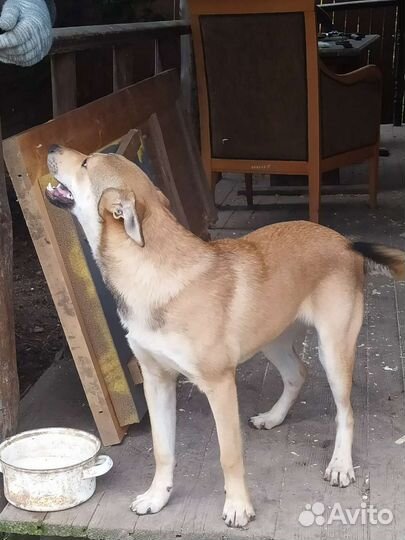 Щенок подросток Лаки ищет дом