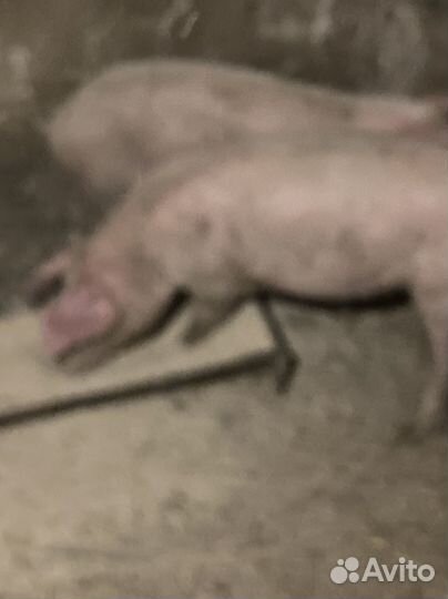 Поросята ландрас