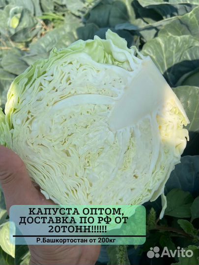 Капуста опт от 20 тонн