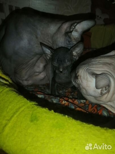 Донской сфинкс котята