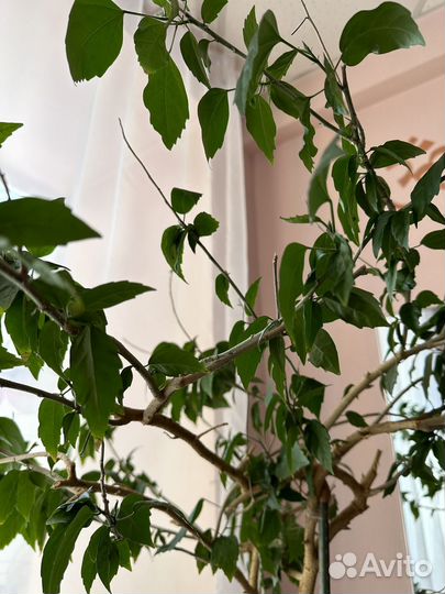 Китайская роза