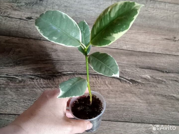 Комнатные цветы 2