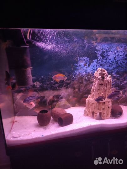 Аквариум с тумбой фильтрами и светом 240 литров