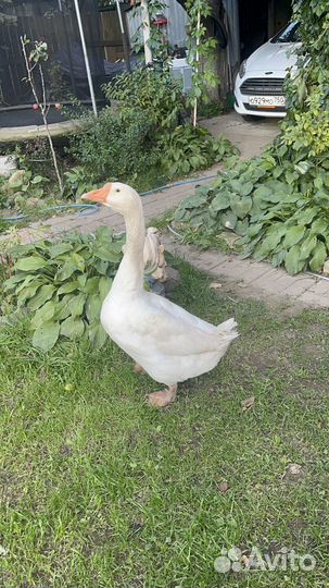 Гусь Мартин