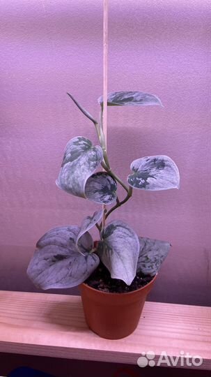 Сциндапсус сильвер энн