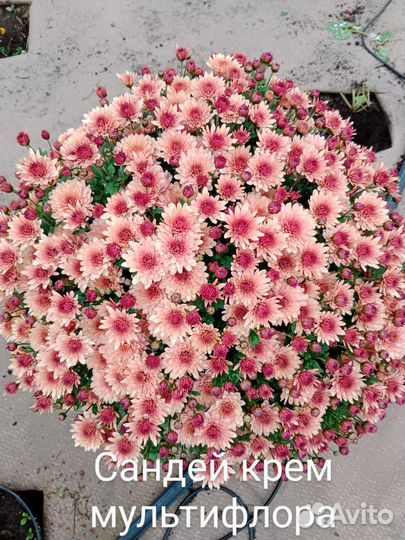 Хризантема в горшке 3л