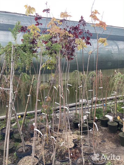 Клён краснолистный на штамбе