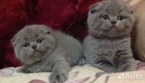 Элитные шотландские вислоушки