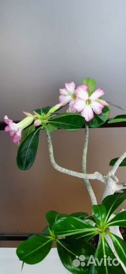 Адениум взрослый