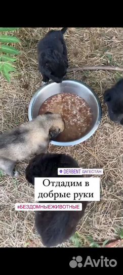 Отдам щенков в добрые руки бесплатно