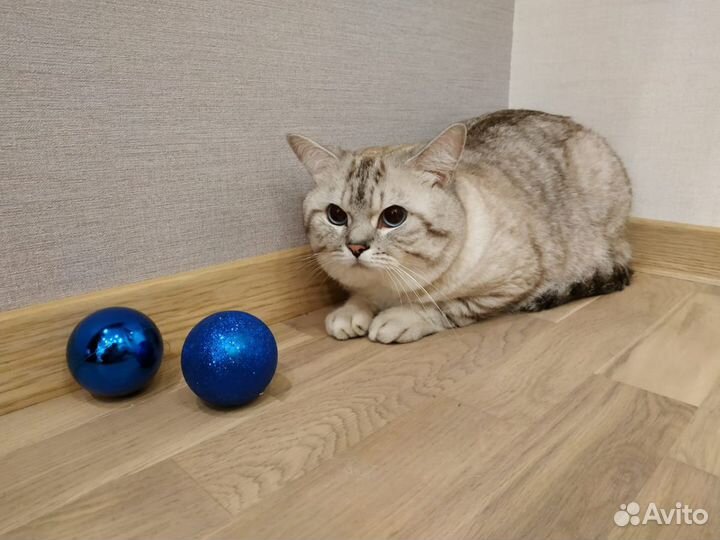 Кот на вязку