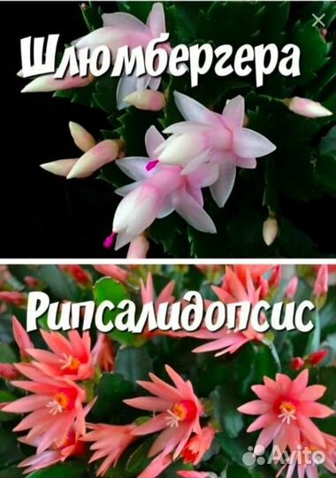 Декабрист Рипсалидопсис зацветает