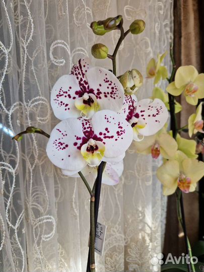 Фаленопсис