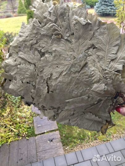 Веник дубовый и березовый