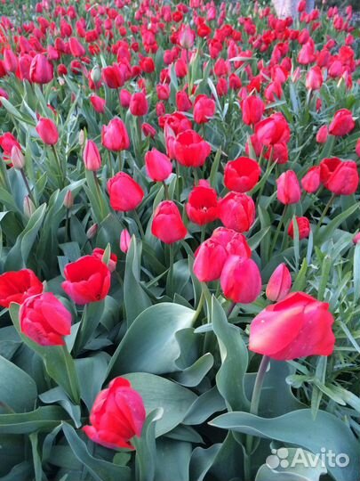 Тюльпаны луковицы