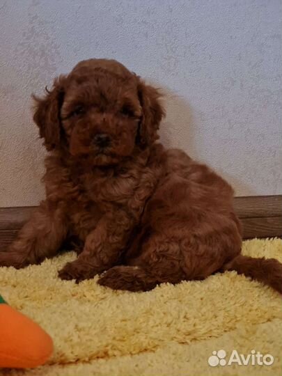 Той-пудель щенки РКФ