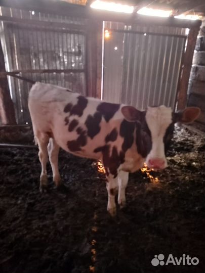 Телята, телки