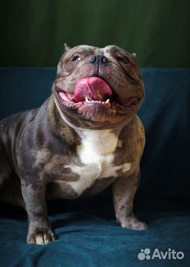 Американский булли вязка