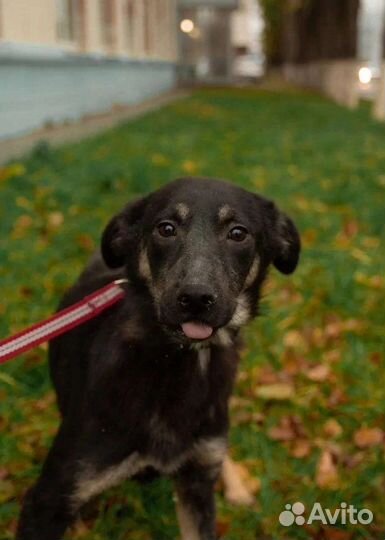 Собачка Берри