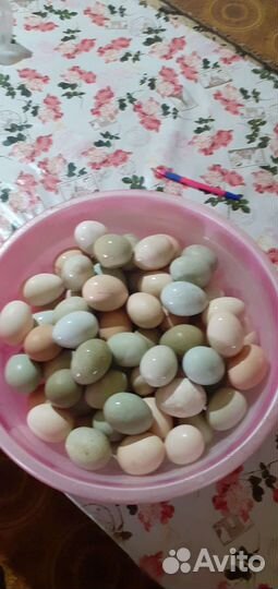 Яйцо инкубационное