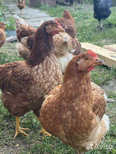 Куры несушки