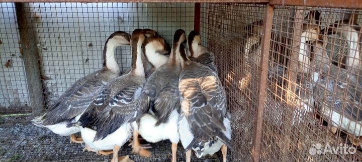 Гуси китайский гергель, оптом