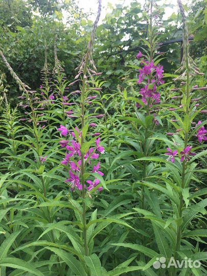 Семена иван чай