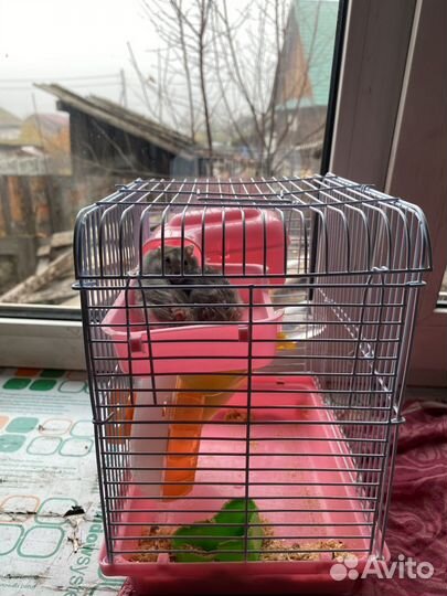 Клетка и хомики