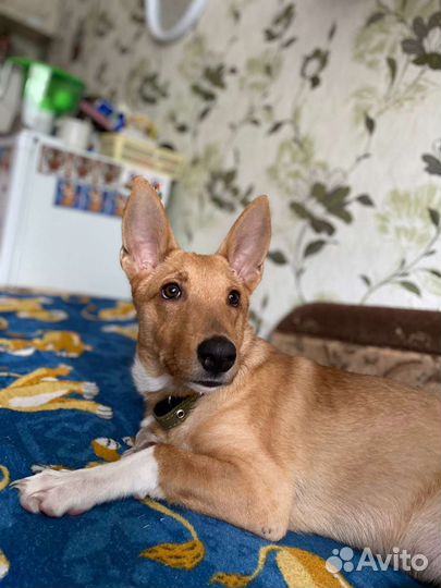 Маленькая собака, мальчик в добрые руки