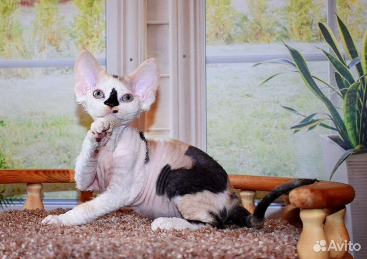 Девон-рекс девочка