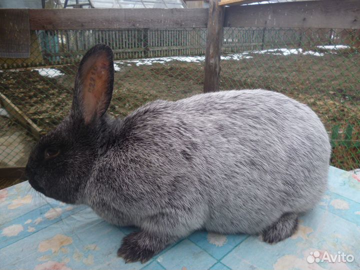 Полтавское серебро