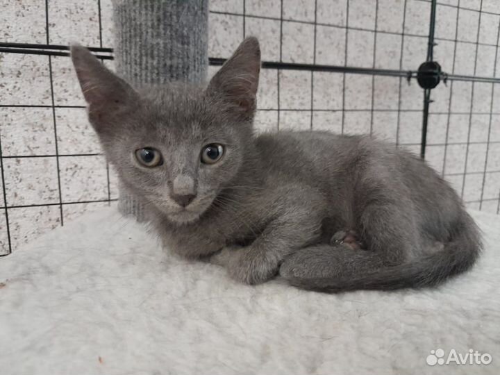 Отдам в добрые руки