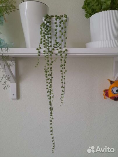 Крестовник роули