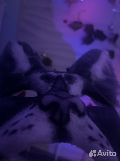 Маска для квадробики