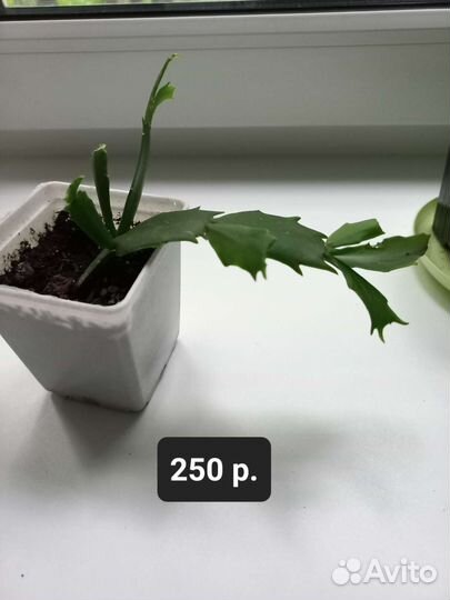 Декабрист белый