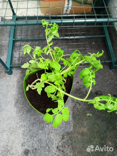 Помидоры черри