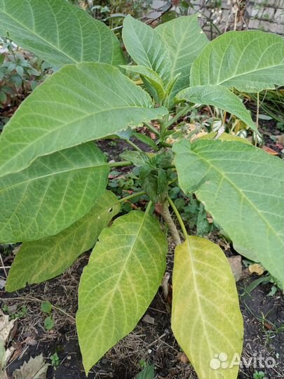 Бругмансия