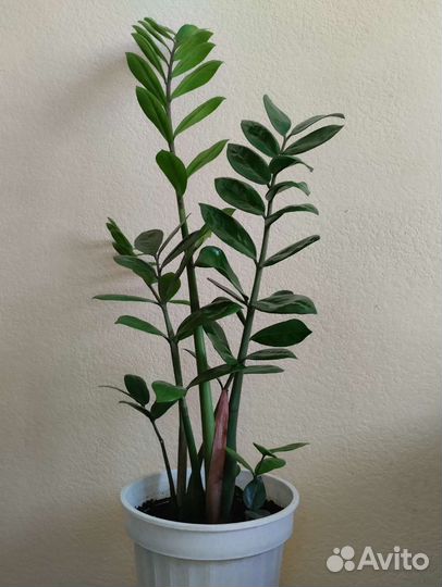 Замиокулькас