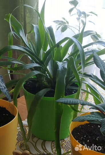 Бильбергия,декабрист