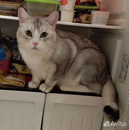 Передержка домашних животных