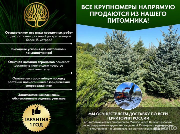 Сосна обыкновенная, крупномер