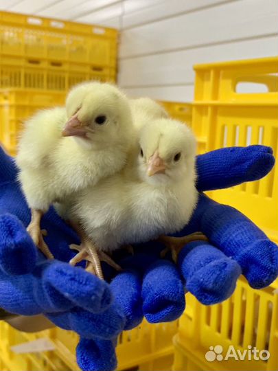 Бройлер суточный Кобб 500 и Росс 308 в Каширском