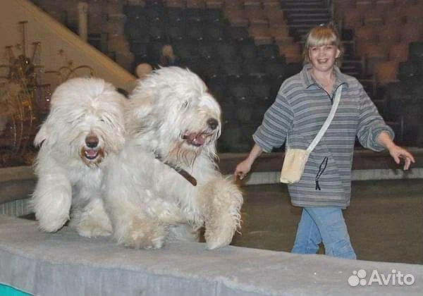 Услуги кинолога с выездом