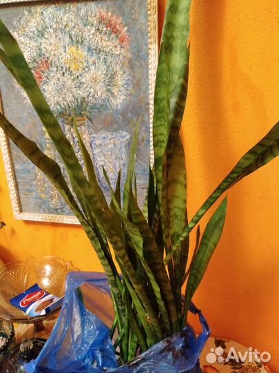 Сансевиерия