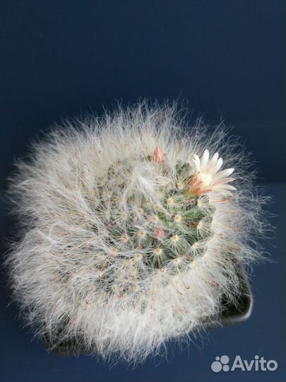 Кактус с детками, цветёт