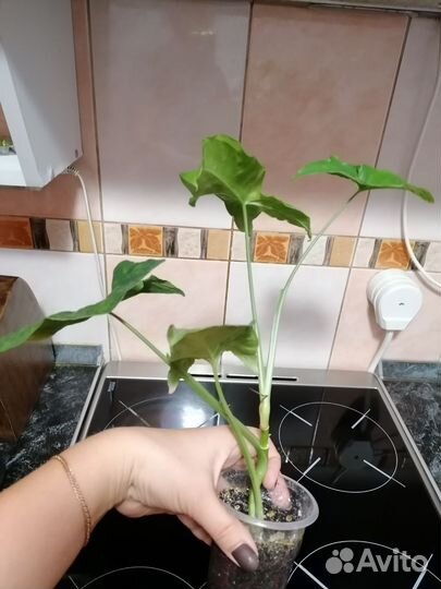 Сингониумы, панданус