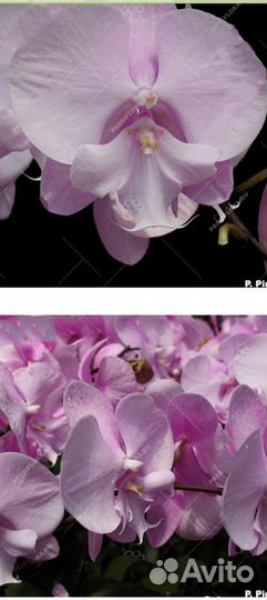Орхидея фаленопсис биг лип